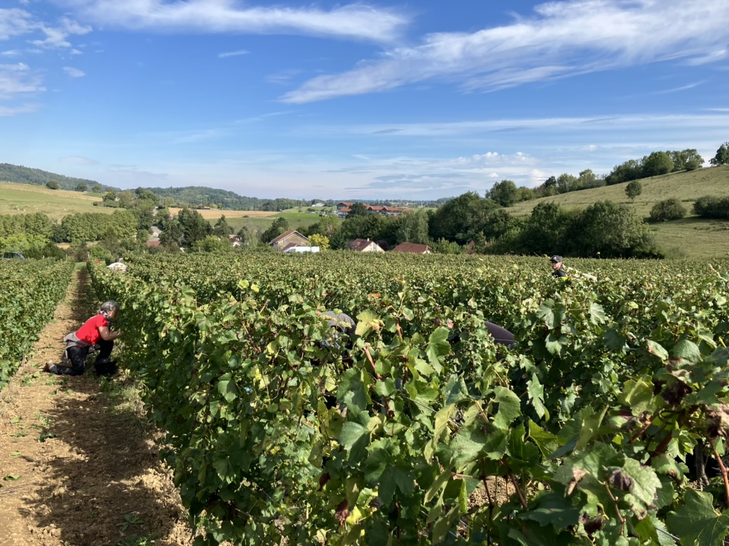 Vendanges 2024 : Une bataille gagnée contre les éléments